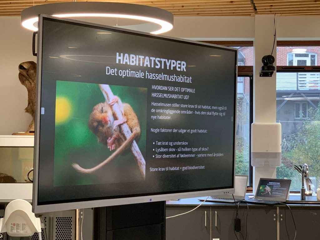 Hasselmus projekt sammen med Naturama